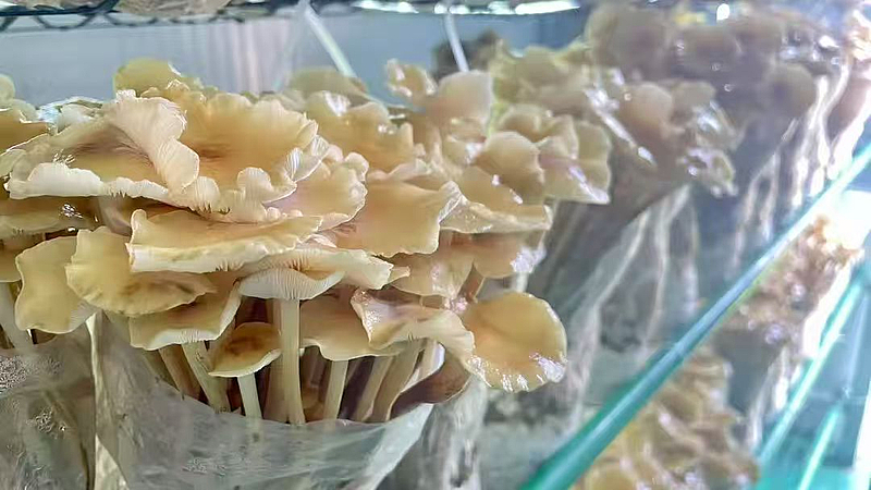 棚掌柜 打造會(huì)思考的‘農(nóng)場(chǎng)’，以軟件開發(fā)賦能現(xiàn)代農(nóng)業(yè)新發(fā)展